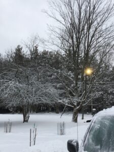 Morning sun through winter trees