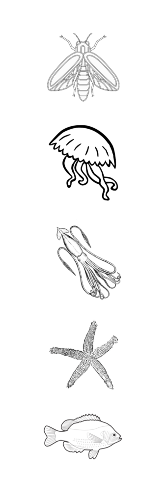 Line drawings of firefly, jellyfish, squid, starfish, fish